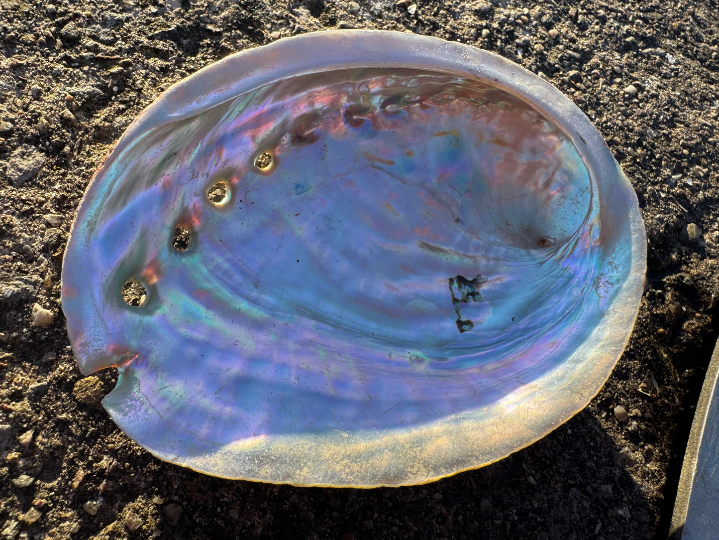 Abalone Shell