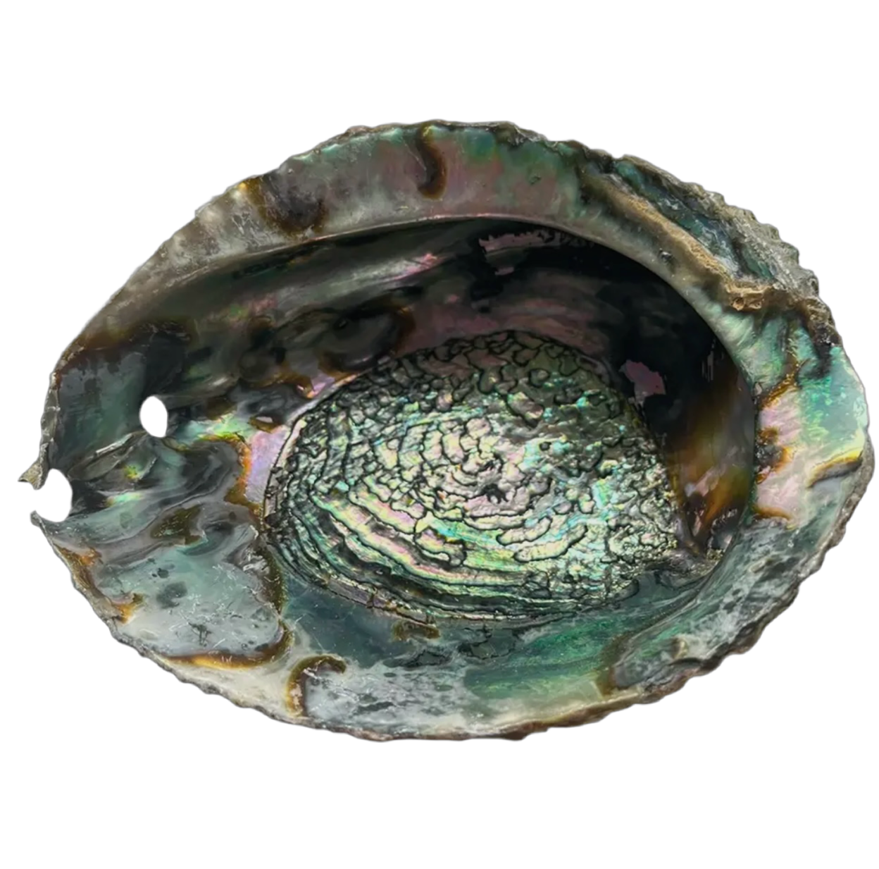 Polished Abalone shell with iridescent rainbow hues