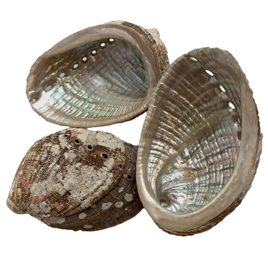 Abalone Shell