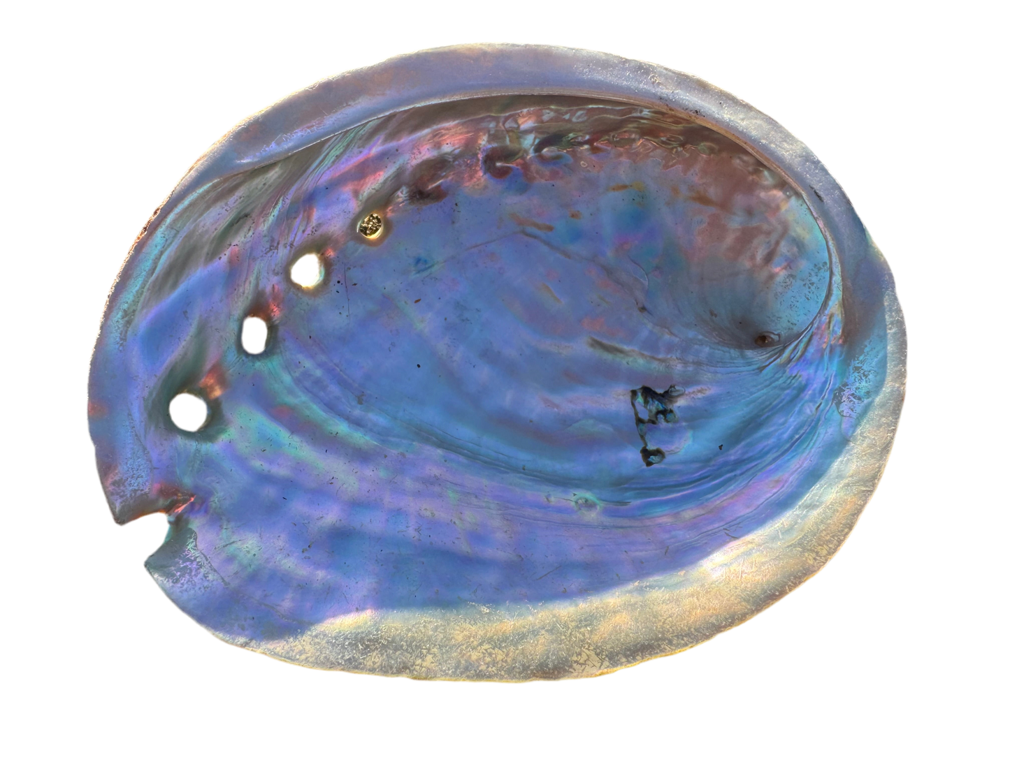 Abalone Shell